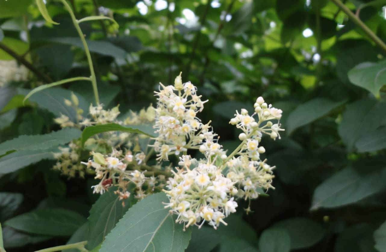 以毒攻毒?研究发现:中药雷公藤里含"靶向药",精准打击癌细胞