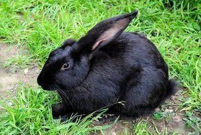 黑兔品种图片