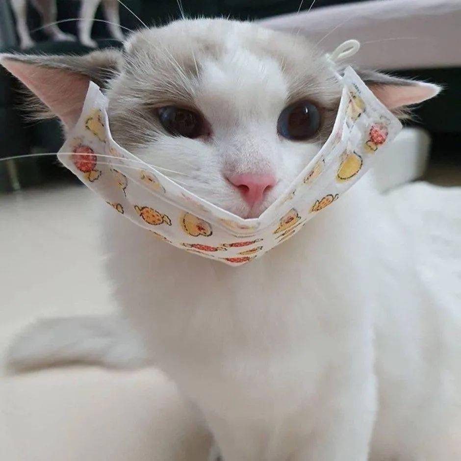 这口罩过年气氛组必备