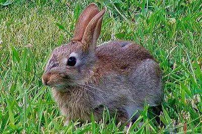 动物图册—东北兔