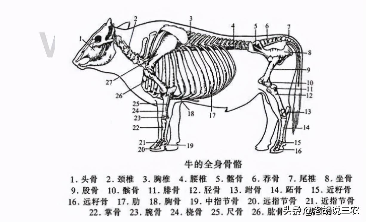 牛肩胛骨位置图片图片