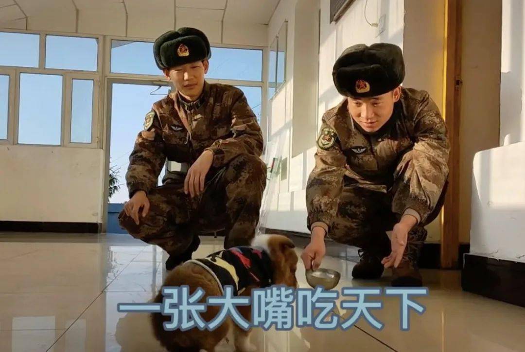 還記得那隻在雪地里被兵哥哥救了的小土狗「十八」嗎？現在它被寵上了天！ 萌趣萌寵 第22张