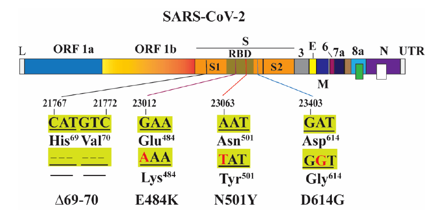 上发布的一项研究则表明,Δh69/Δv70变异在一名 慢性感染新冠病毒的