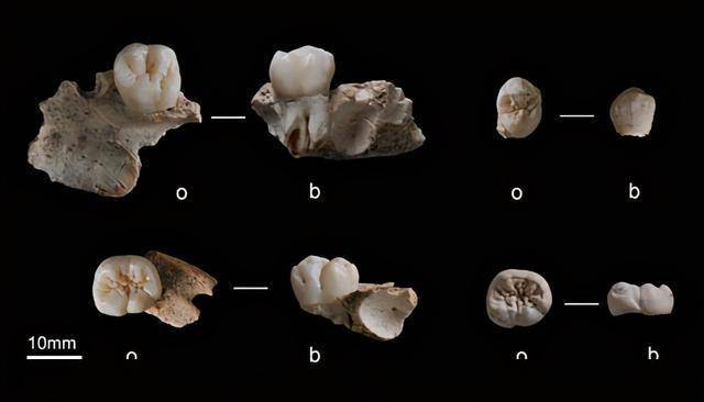錯!中國出土的47顆牙齒改寫進化史_人類