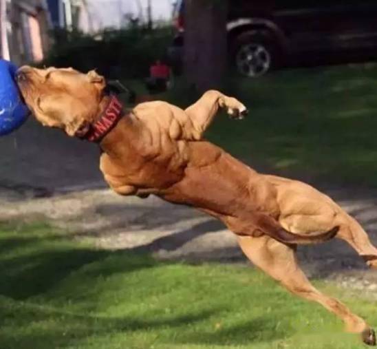 看到这些满身肌肉的狗健身10年的我怂了