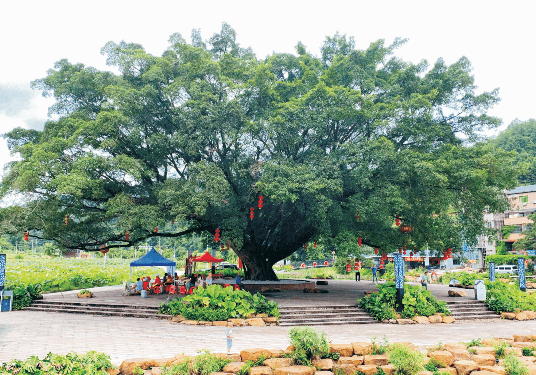 武江区江湾镇湖洋村榕树王