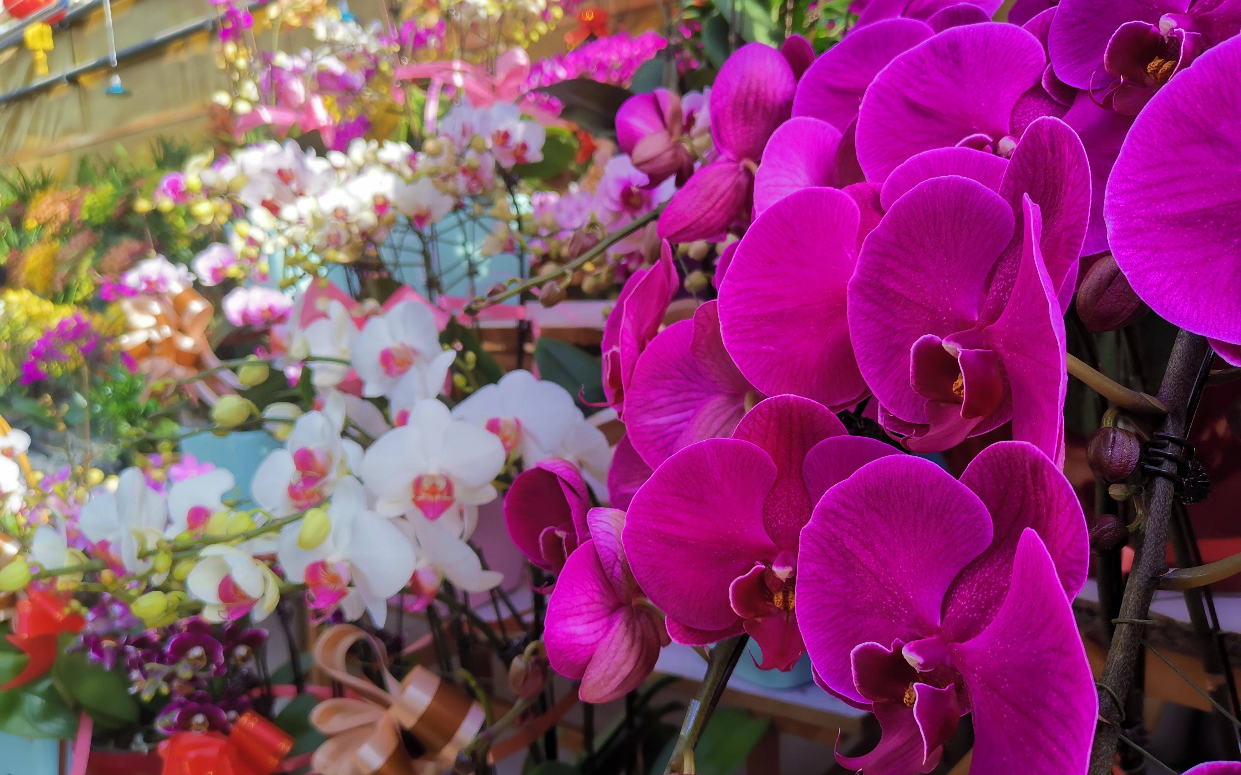 蝴蝶兰 植物界的拟态大师为何成了明星年宵花 兰花中