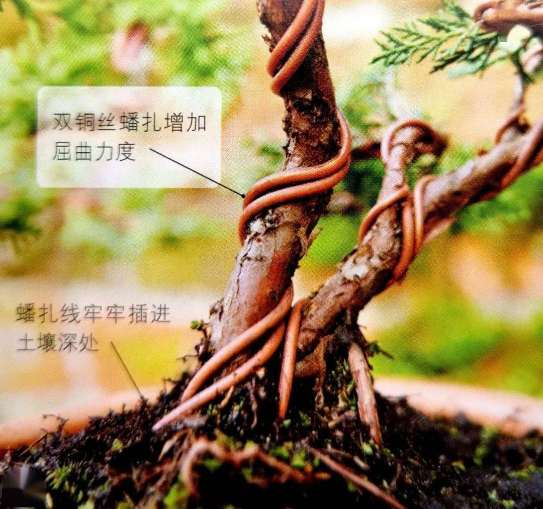 从一棵刺柏幼苗蟠扎塑形开始,10步骤正确打开盆景制作之路!_修剪