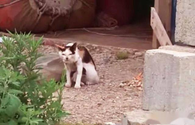 猫咪叫声吸引猫咪的原因 7d415ddab970496c91b3fb3168e87765.jpeg