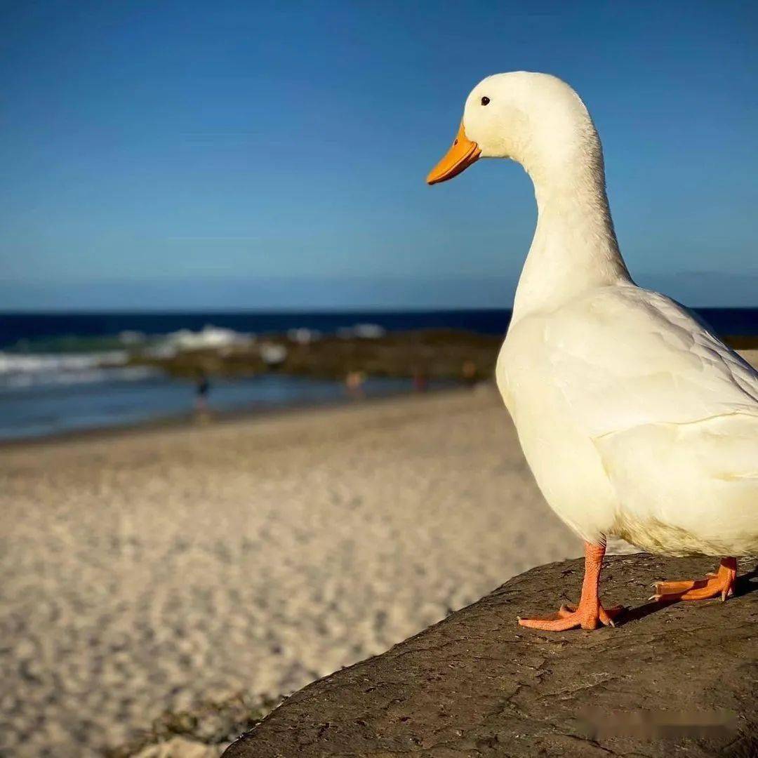 有生之年我竟然能看到真实版的冲鸭!_鸭鸭