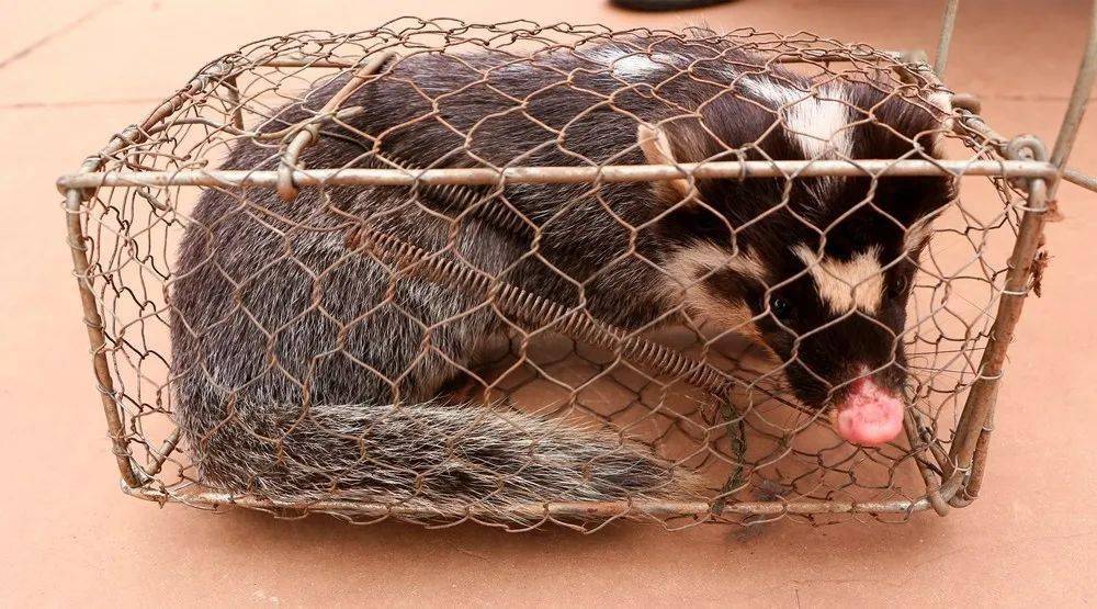 牟定城事果子狸误入农户家的老鼠笼牟定森警及时救助