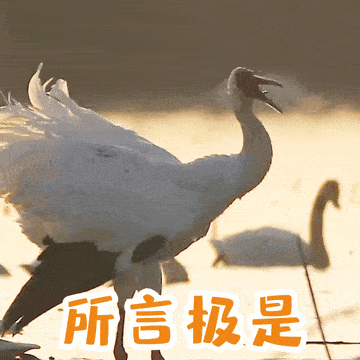 来咯来咯这份属于江西人的贺岁表情包请查收