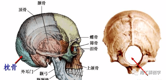 枕骨大孔连线图解图片