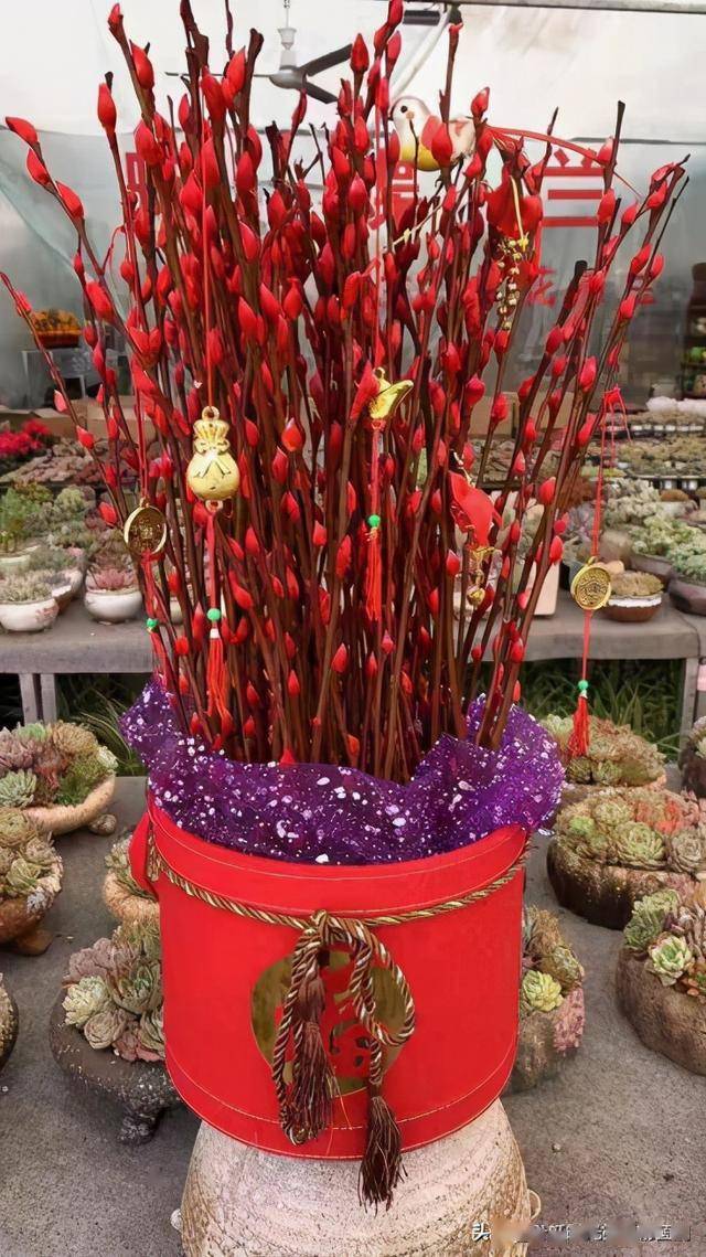 过年啦,这些"旺财花",养一盆招财纳福年年旺