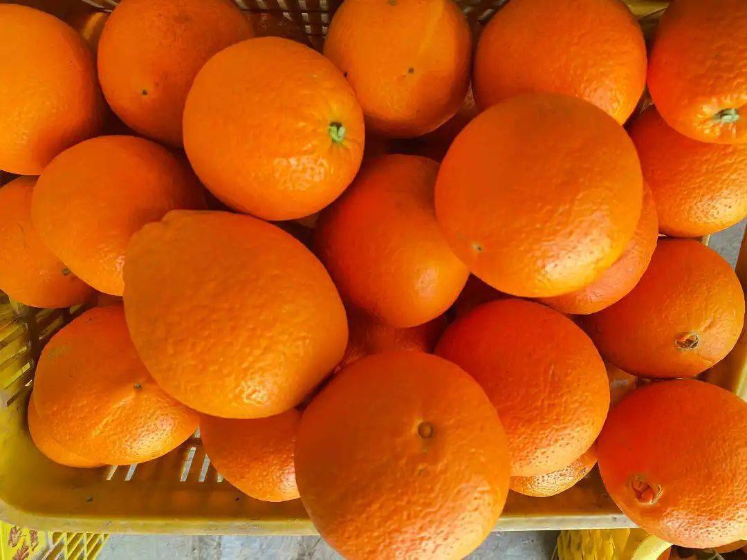 晚熟甜橙腊月俏快来古蔺这个地方尝鲜