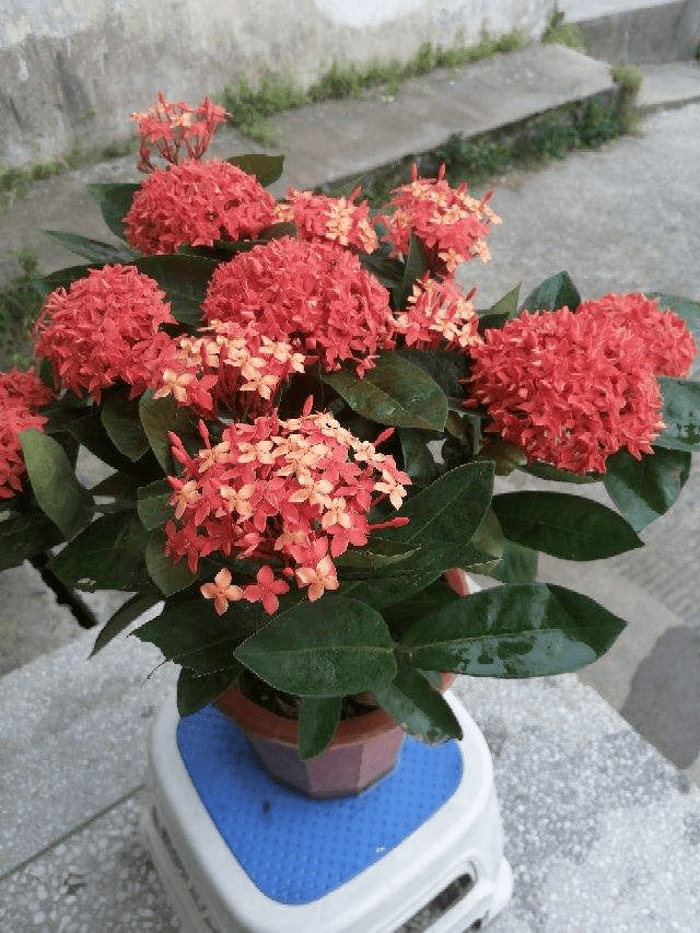 龍船花一年四季開不停,花朵又大又鮮豔,適應能力還很強_手機搜狐網