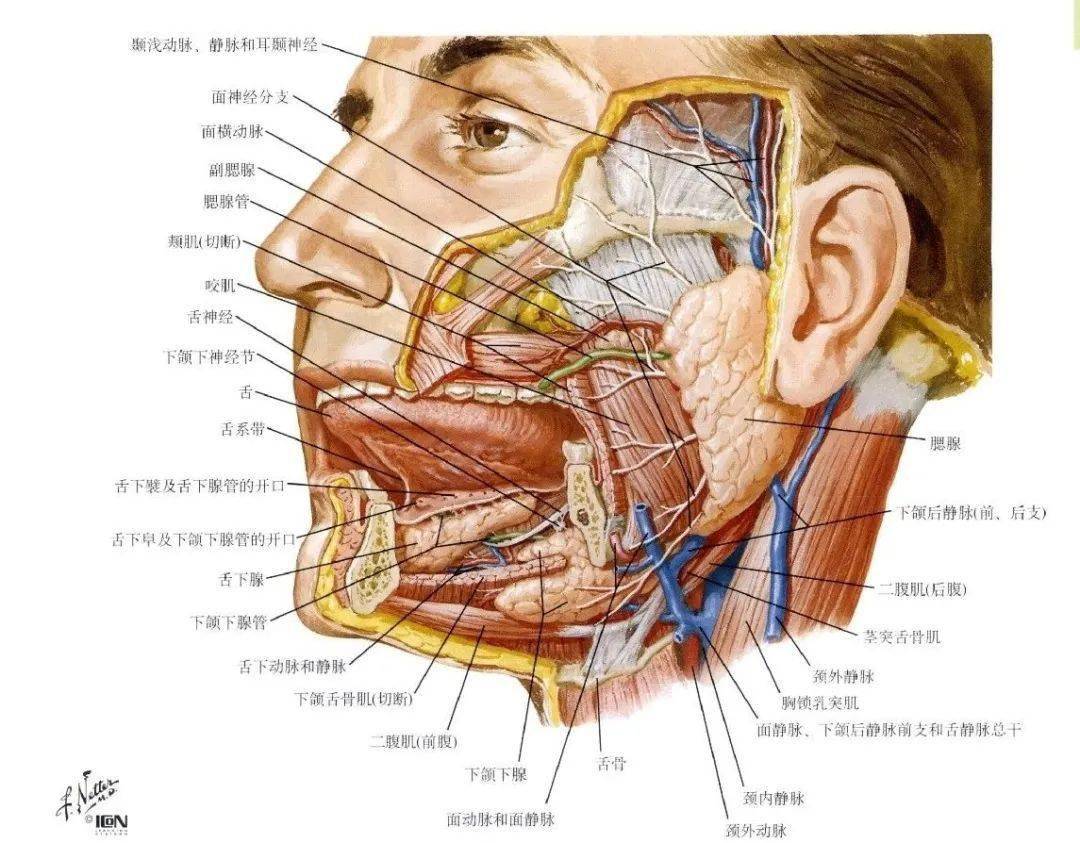 腮腺局部解剖图图片
