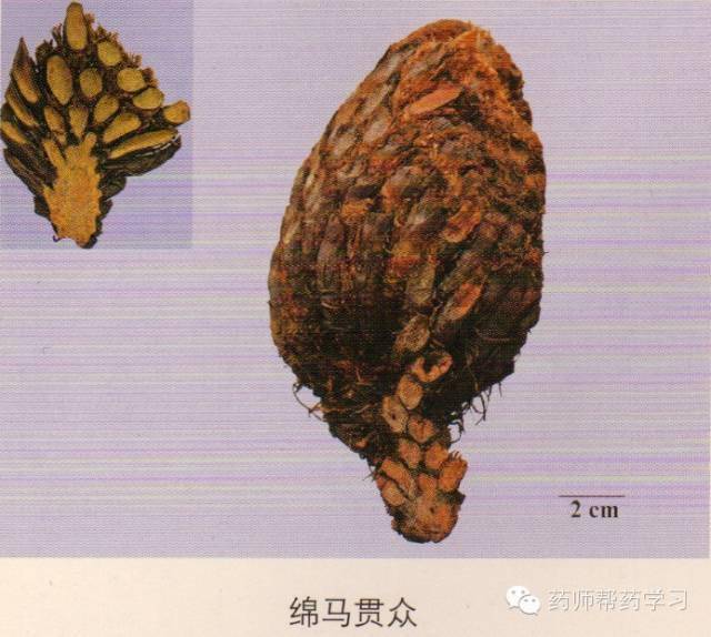 麦冬,何首乌,草乌,百部,天冬,地黄,郁金 记忆:太子花百黄金吃二乌冬