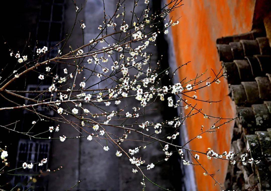 天台摄记之国清寺古刹隋梅次第开暗香满院知音来┃拍摄阳光金子