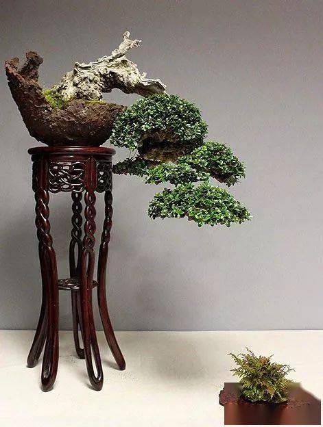 中式禅意盆景绝美