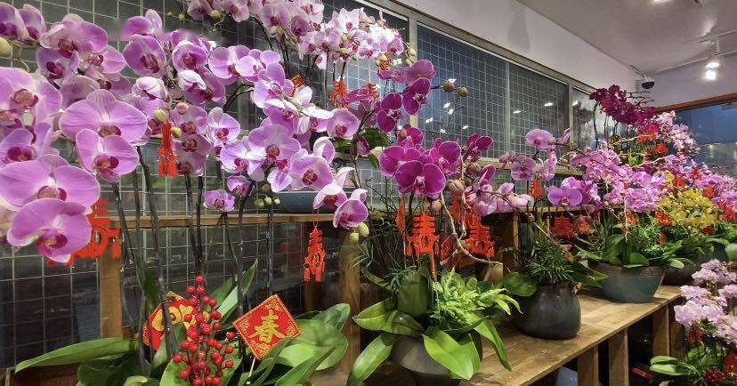 视频 新年花市随手拍 繁花似锦年味浓 爱申活暖心春 双岁