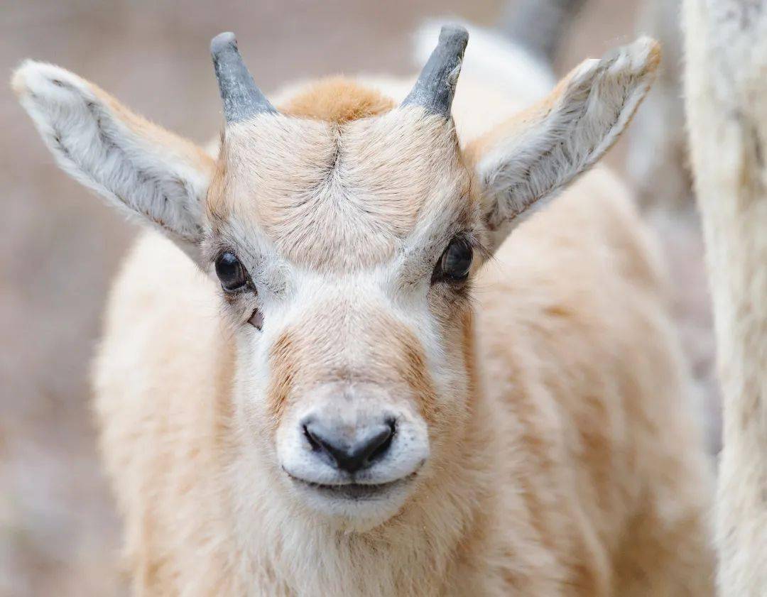 你見過這樣的牛嗎來上海動物園沾沾牛氣吧