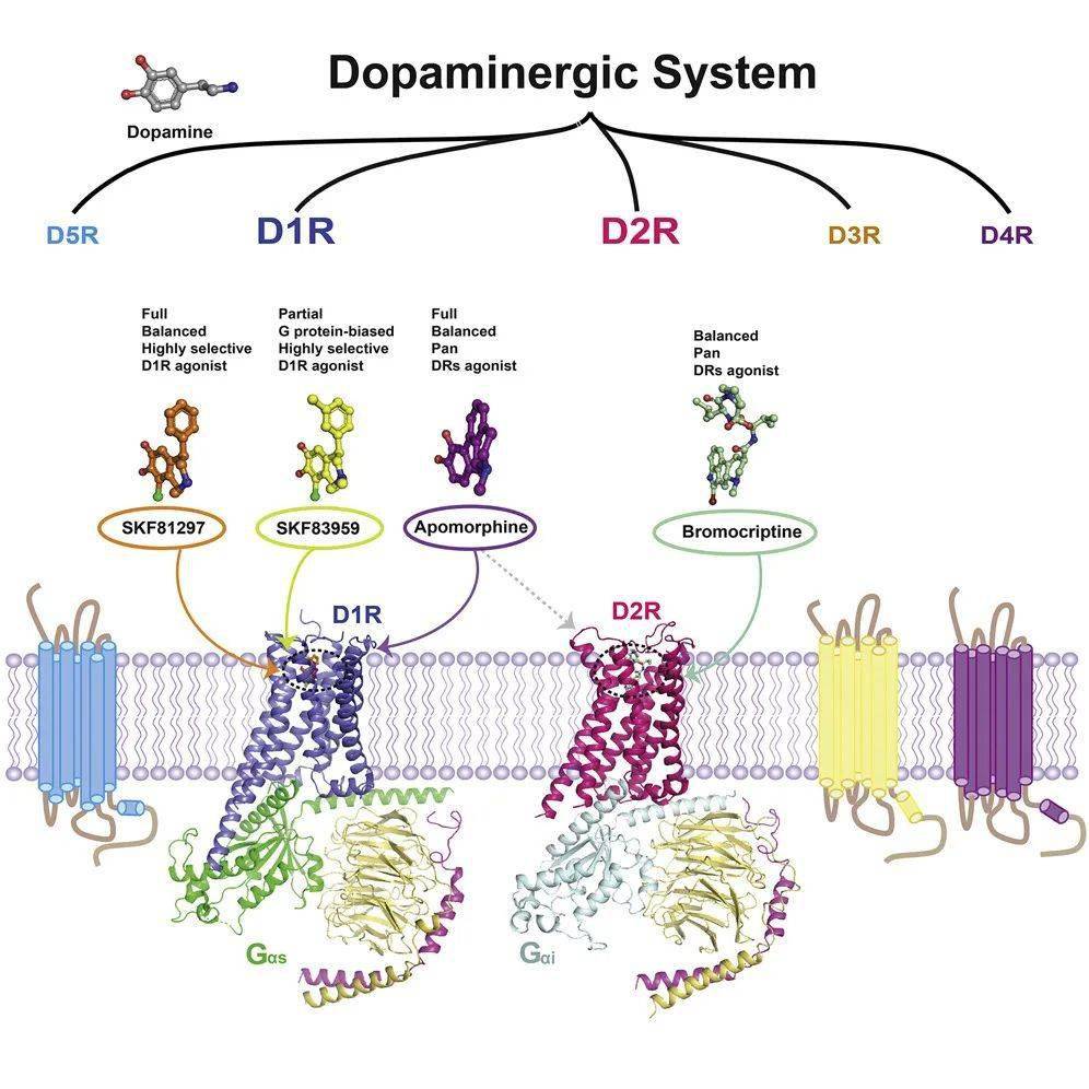 兩篇cell背靠背:上海藥物所/四川大學等在多巴胺受體領域取得新突破