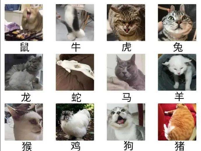 為什麼十二生肖沒有貓？ 萌趣萌寵 第11张