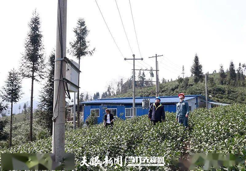 一防兩不停確保開門紅普安電亮茶鄉服務黔茶第一春