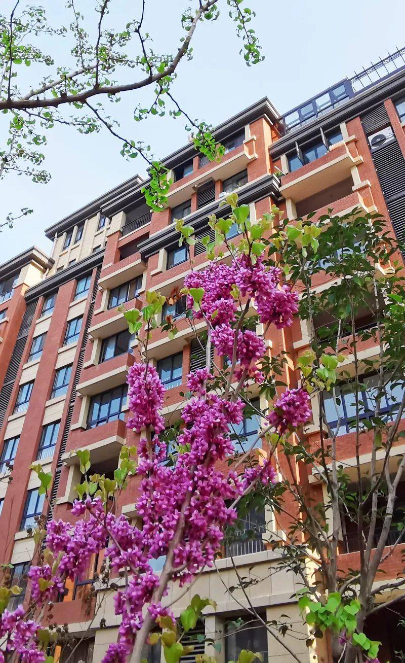 洋房实拍名邦国际花都正是这样一座雄踞临泉城市东进新门户的标志性