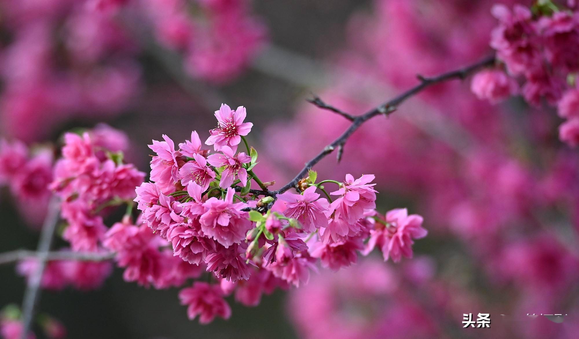重瓣钟花樱桃满屏迎新年