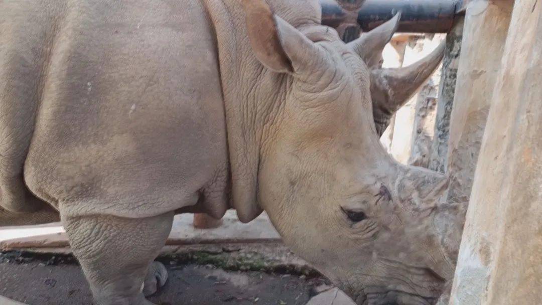 什么气冲天的成语动物_成语故事图片