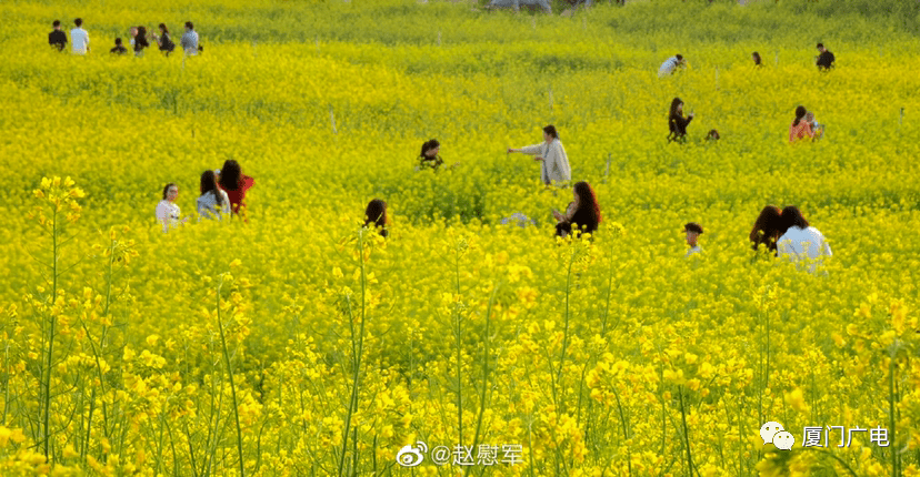 樱花、梅花、油菜花...厦门花花世界美翻了！春节打卡走起~