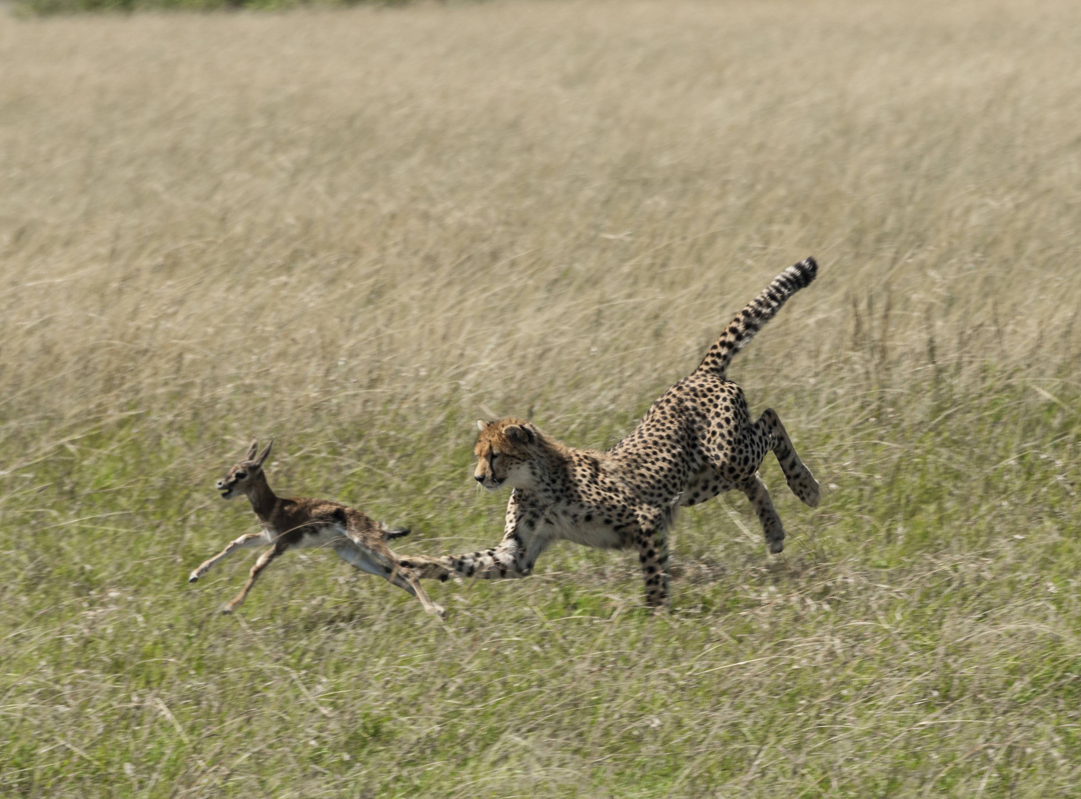 猎豹奔跑 抓拍图片