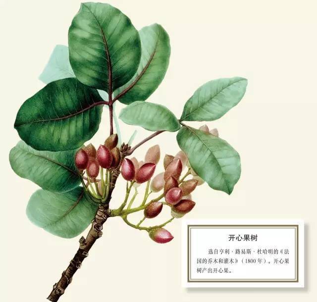 卡罗琳·弗里|植物与人类的关系，远非被动地引进与利用那么简单