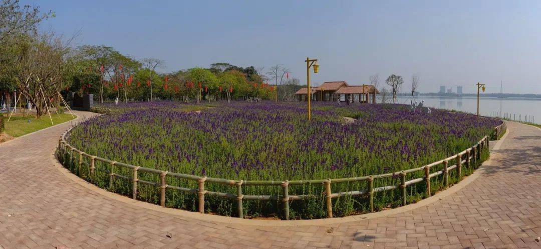 藏不住了云东海两片浪漫花海迎新春过年记得来打卡