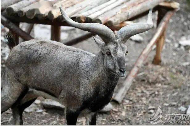 牛科动物共计有 9 个亚科,分别是:马羚亚科,羊亚科,苇羚亚科,短角羚