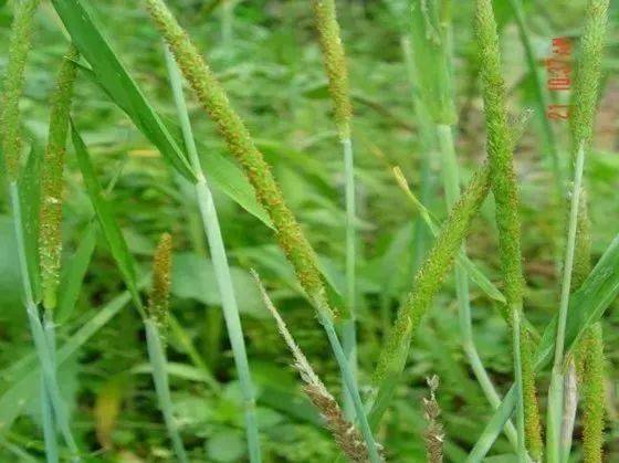 特高清麥田雜草圖譜建議收藏