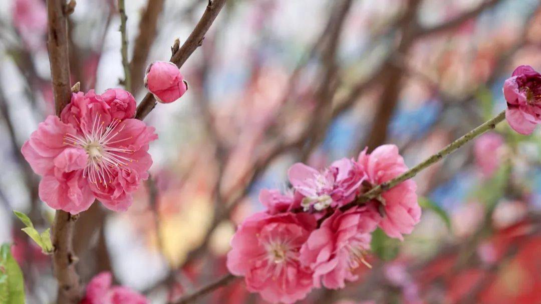 新年桃花運開運籤刮刮卡領取專屬牛年好運氣