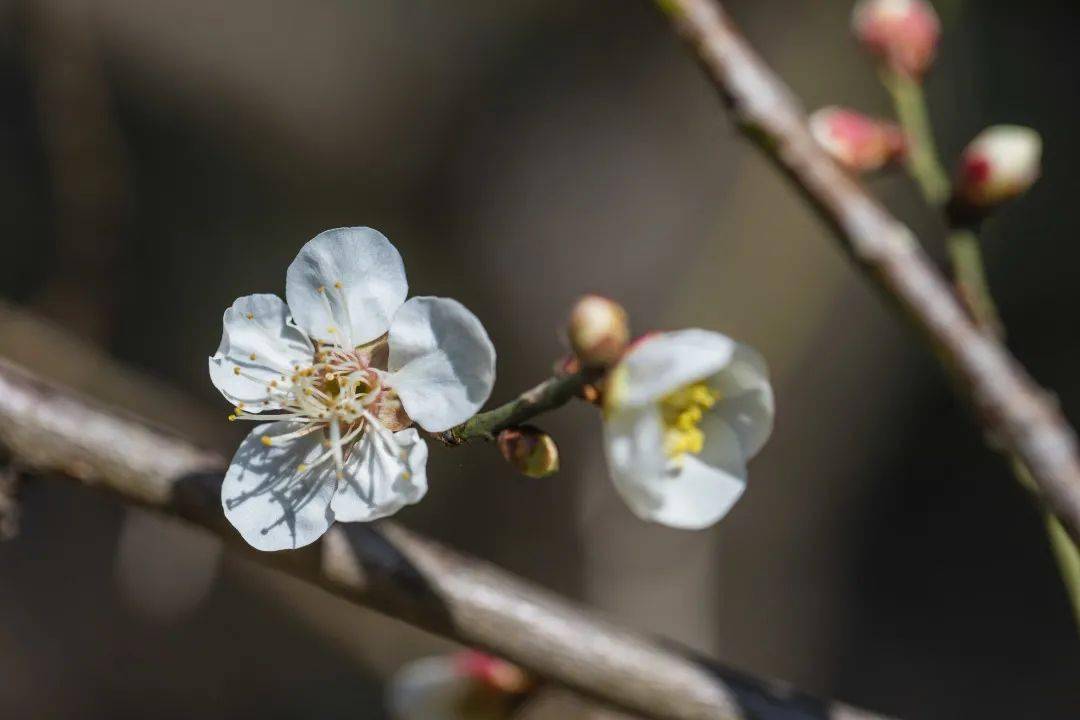 又逢赏梅好时节青浦最美梅花源get