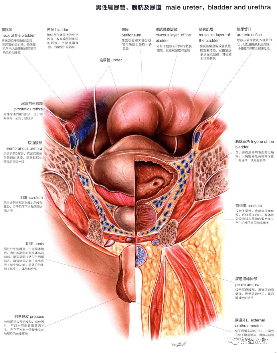 人體圖譜丨泌尿系統生殖系統
