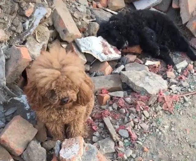 泰迪守护同伴遗体2天,寸步不离,狗狗满脸哀伤让人心酸