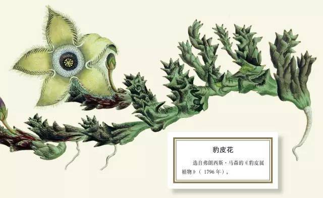 卡罗琳·弗里|植物与人类的关系，远非被动地引进与利用那么简单