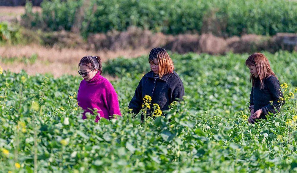 美图 | 重庆南川市民踏青赏花好春光