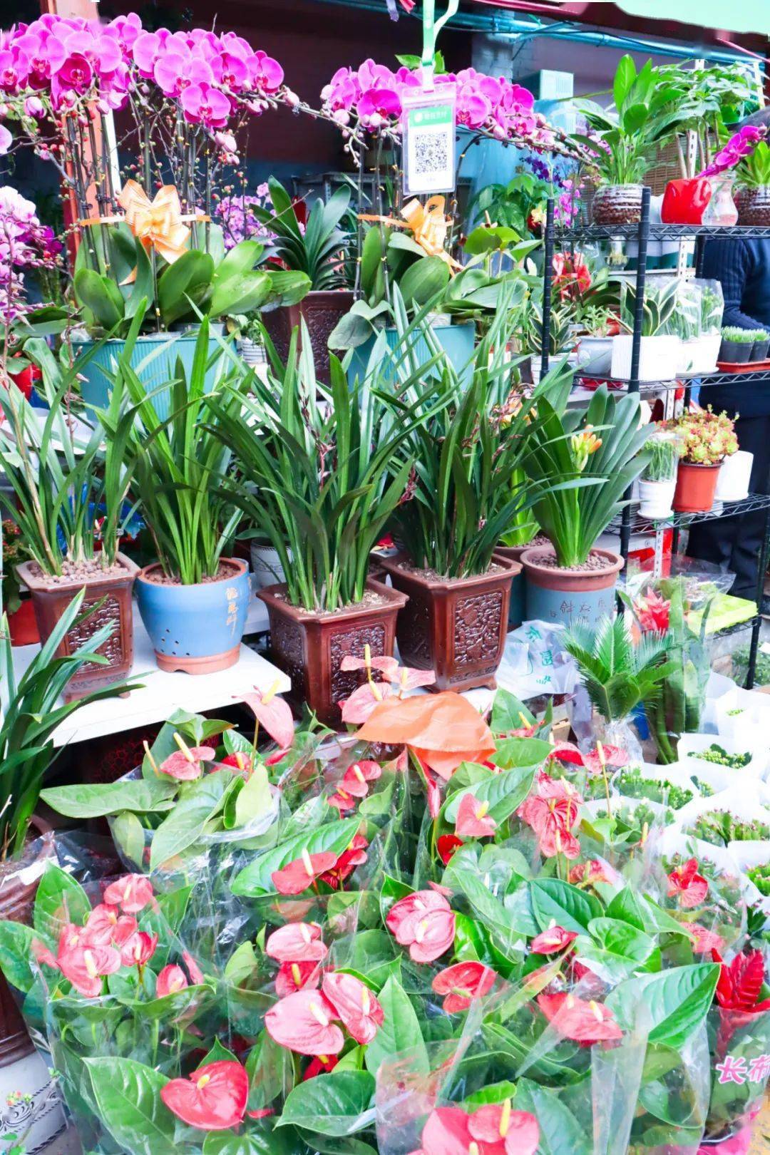 济南花卉市场图片