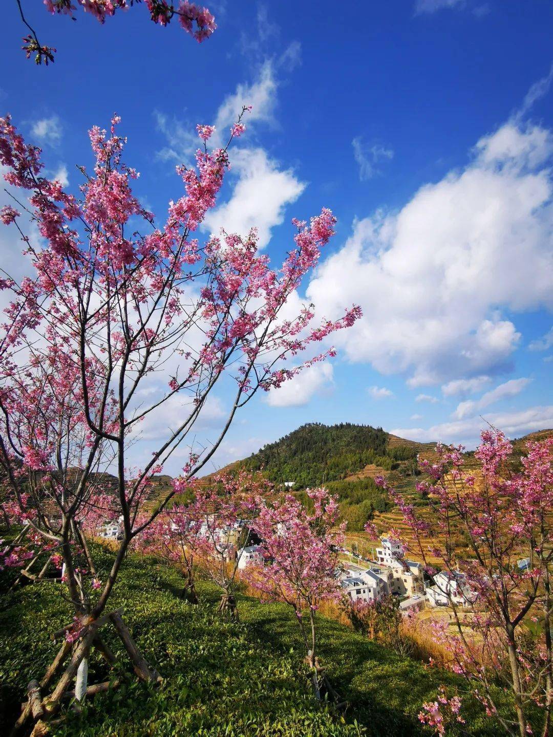 预告"樱"为有你,跟着汉服小姐姐来白交祠赏樱!_樱花