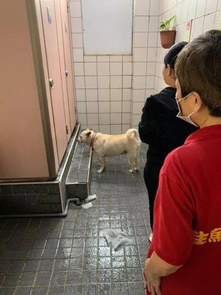狗子在女廁排隊，它全程害羞的低著頭，網友笑噴：你也來上廁所啊！ 萌趣萌寵 第3张
