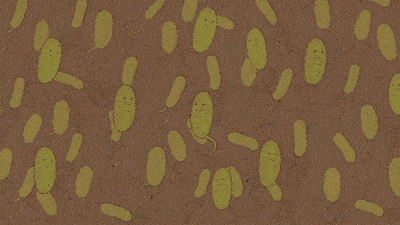 千万当心传染给家人!_真菌