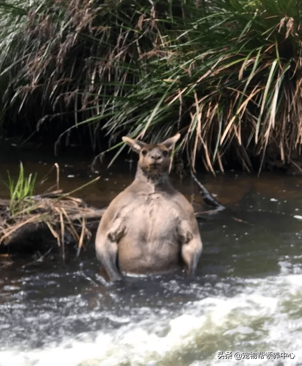 带狗到河边散步碰见"猛男湿身秀"!网友:超狂胸肌