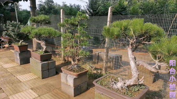 农村花卉大集也能发现如此漂亮的松树盆景